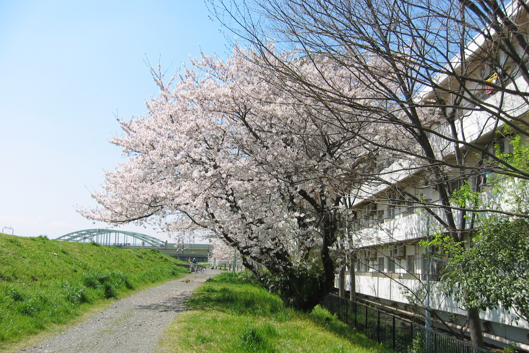 春には桜の花が咲きます